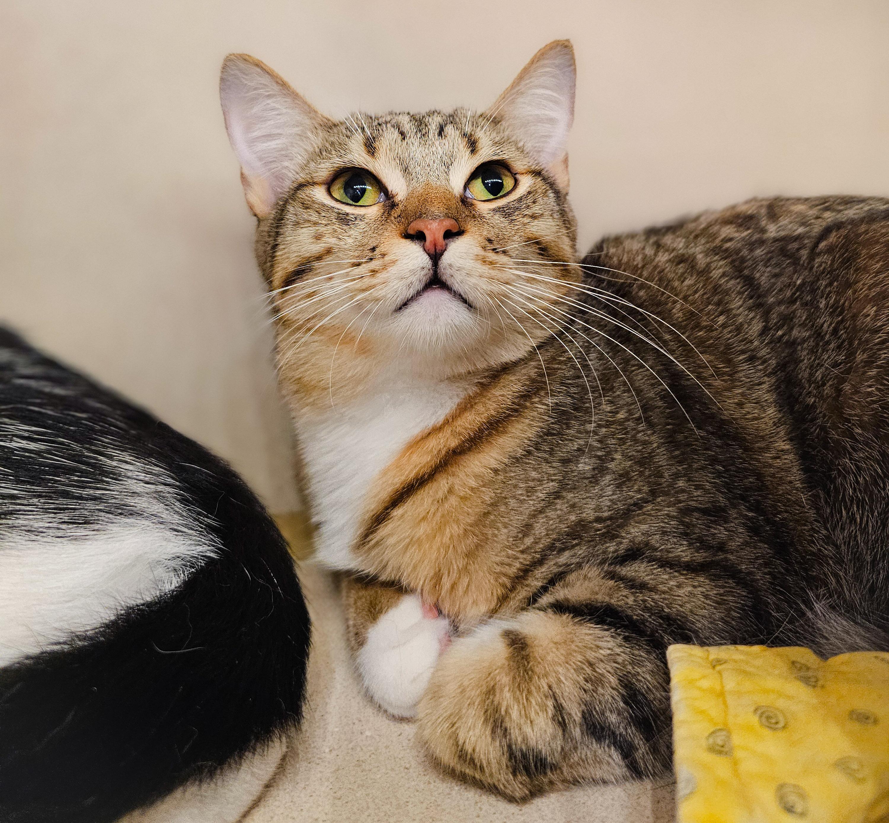 Enlarge Graham, a Adoptable Domestic Short Hair in Naples, FL image 1/5