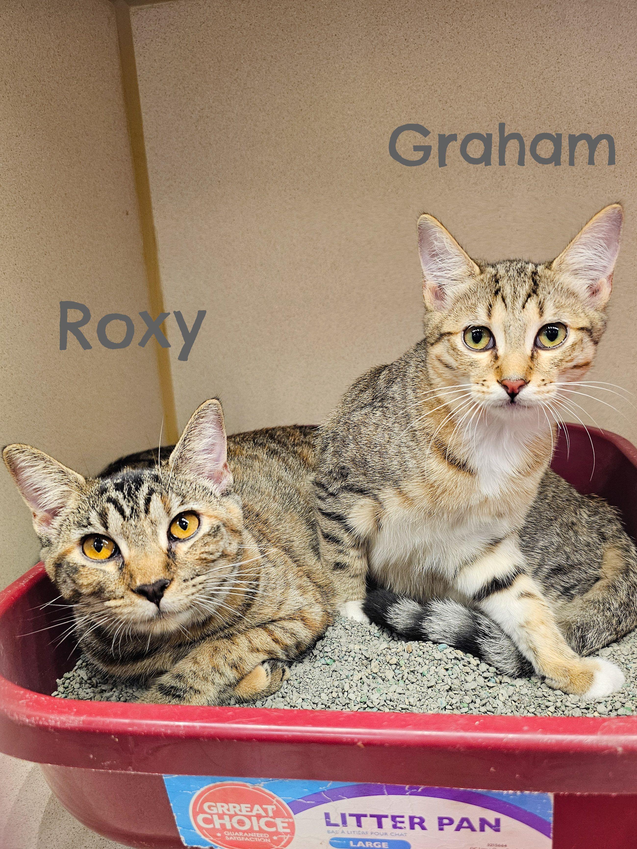 Graham, a Adoptable Domestic Short Hair in Naples, FL image 5/5