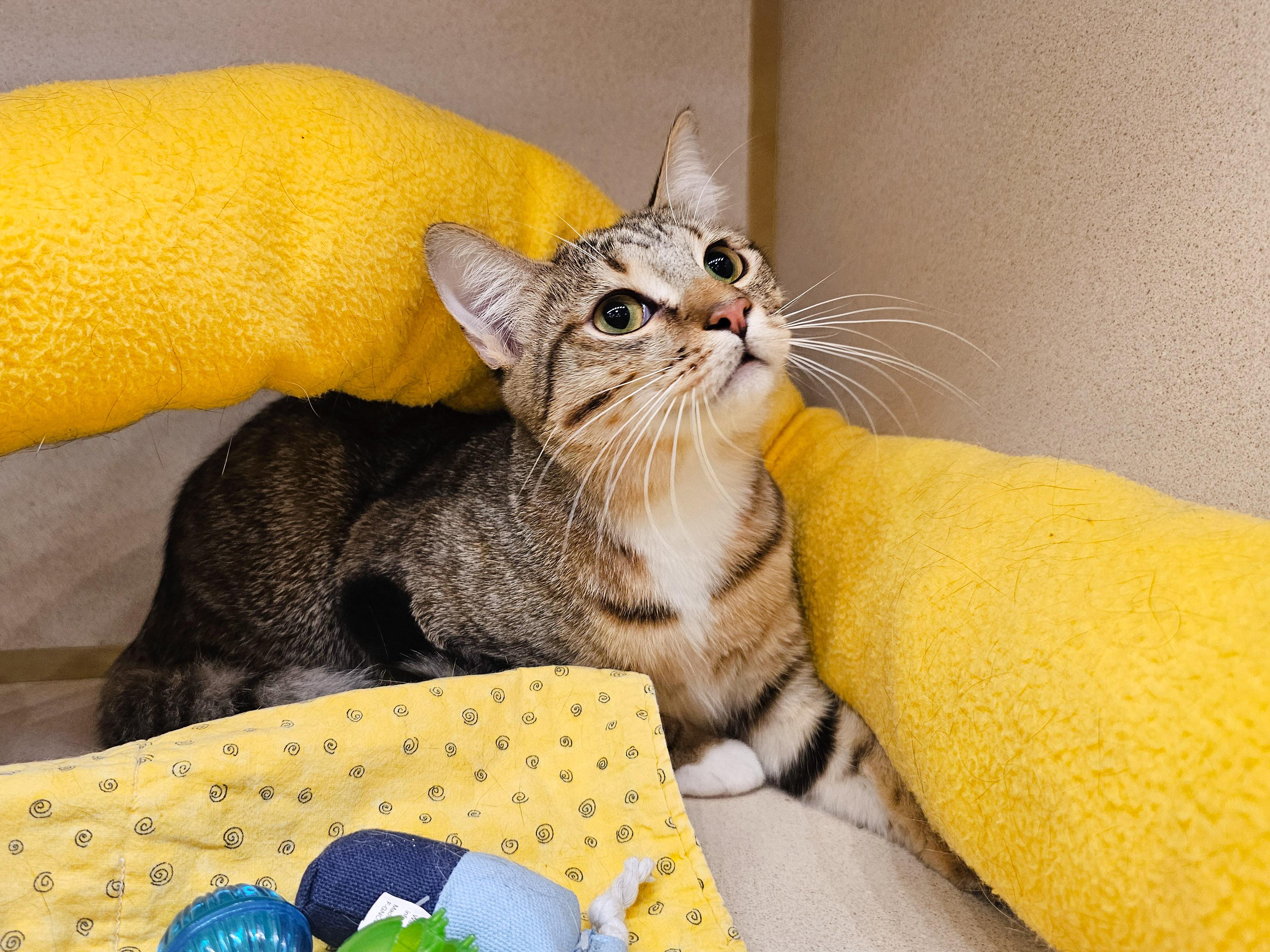 Enlarge Graham, a Adoptable Domestic Short Hair in Naples, FL image 2/5