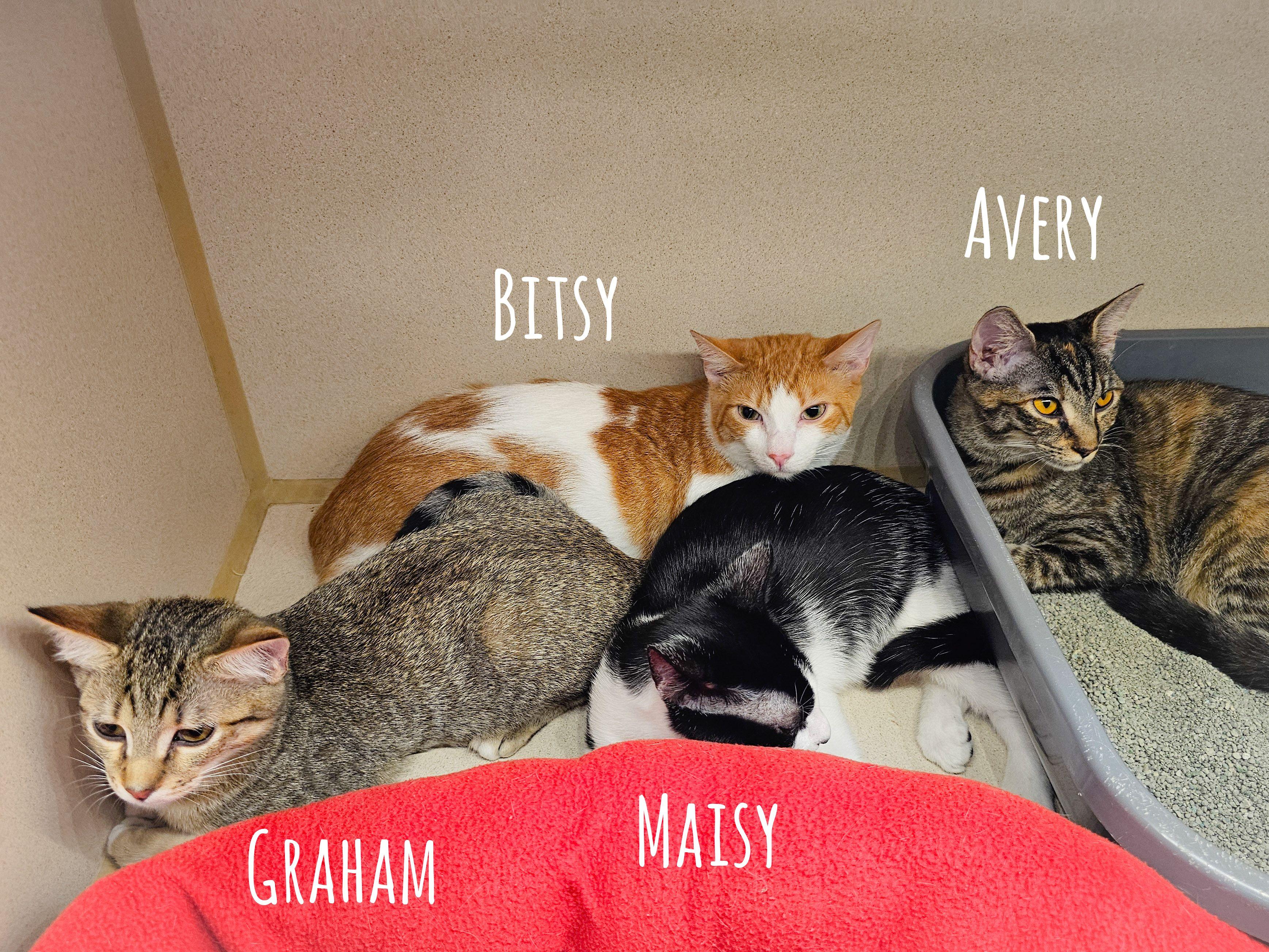 Graham, a Adoptable Domestic Short Hair in Naples, FL image 2/5