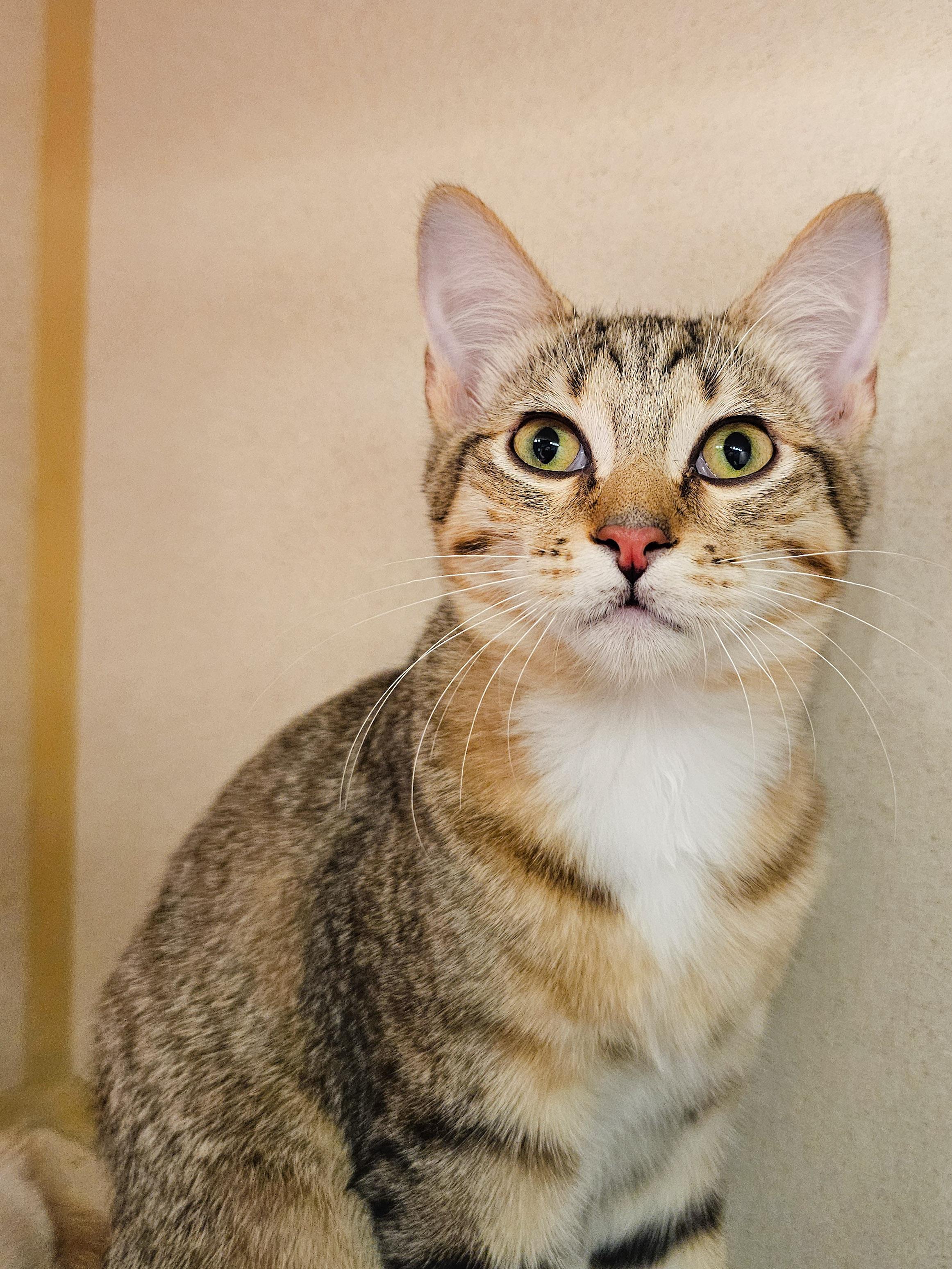 Graham, Adoptable, Young Male Domestic Short Hair.