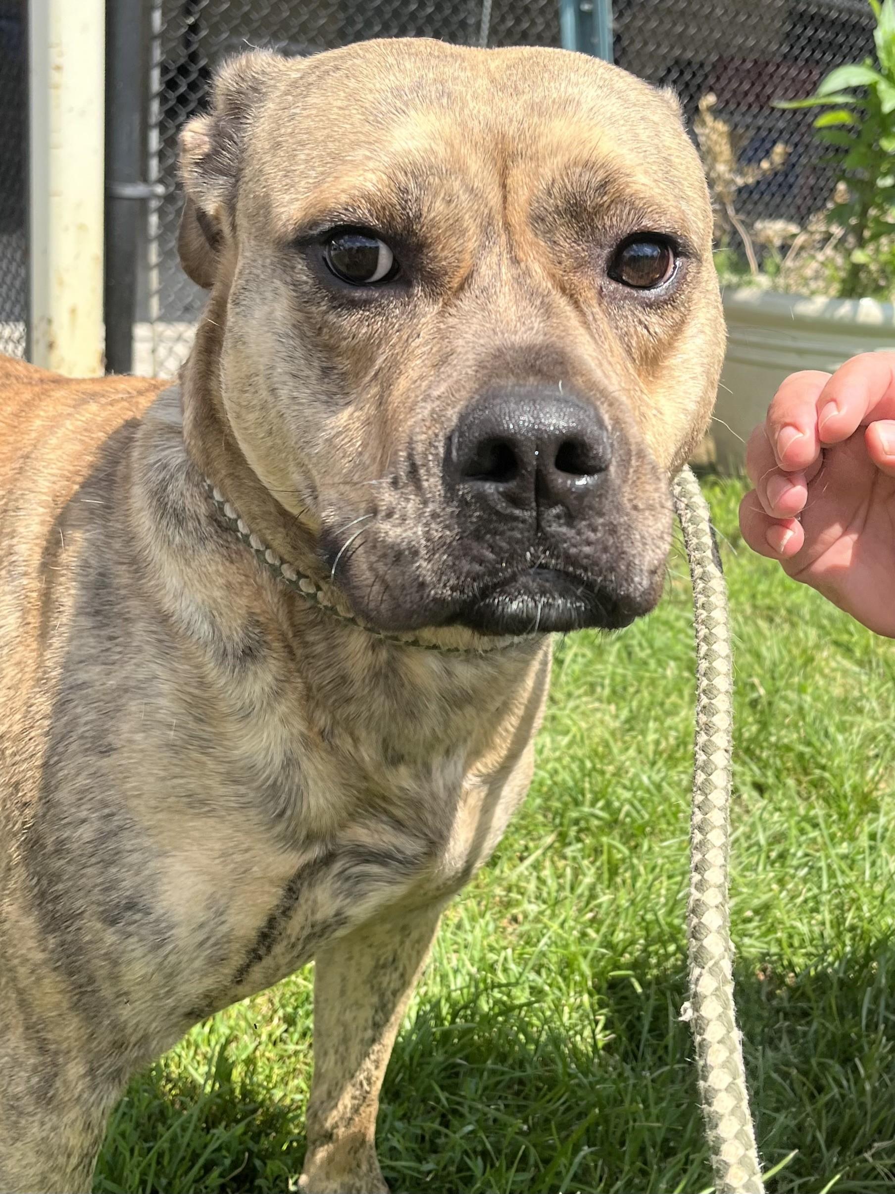 Shyla, Adoptable, Adult Female Pit Bull Terrier.