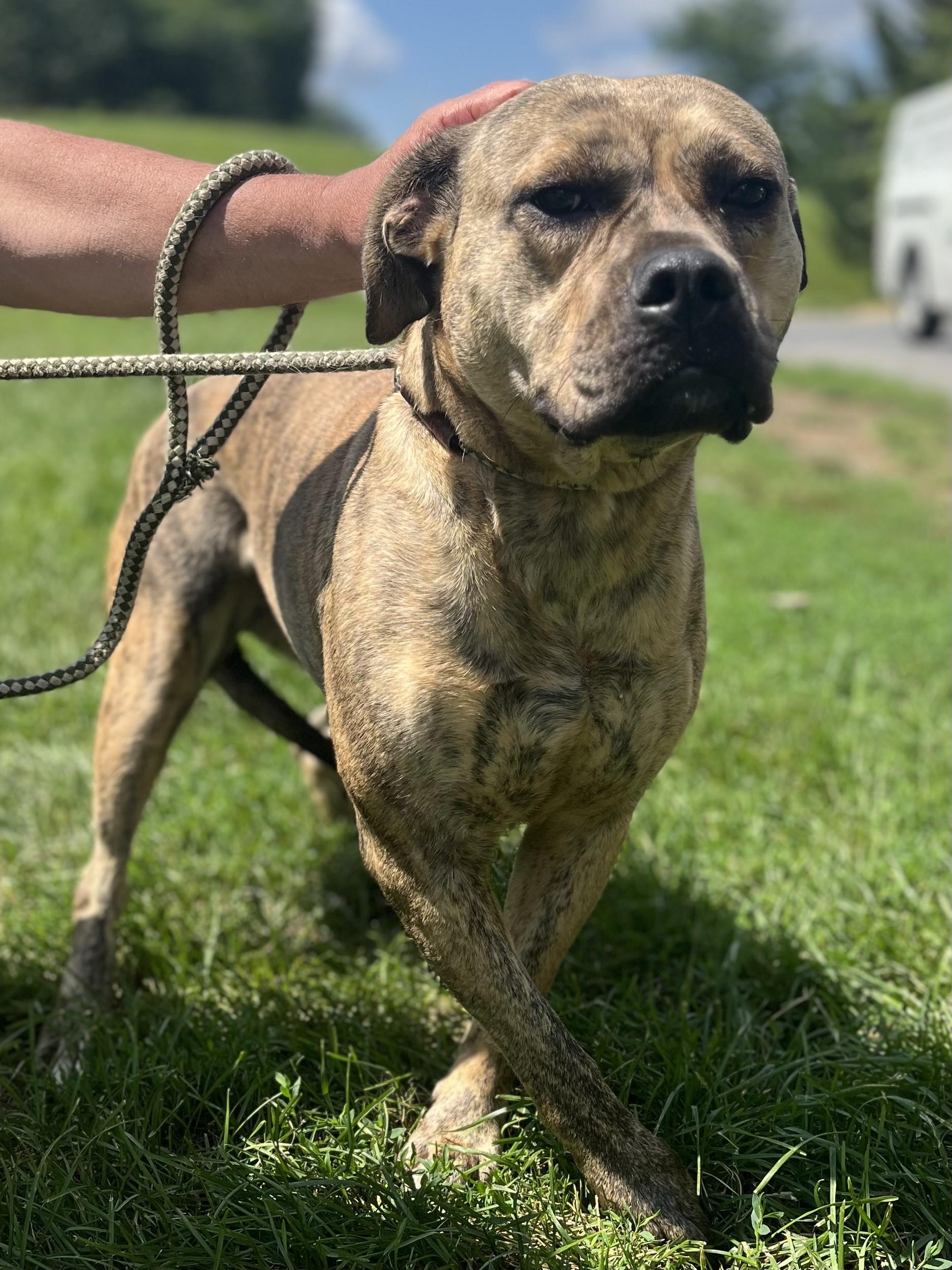 Shyla, a Adoptable Pit Bull Terrier in Winchester, VA image 2/3