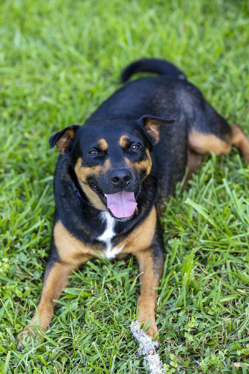 Betsy, a Adoptable mixed breed in Davenport, IA image 3/6