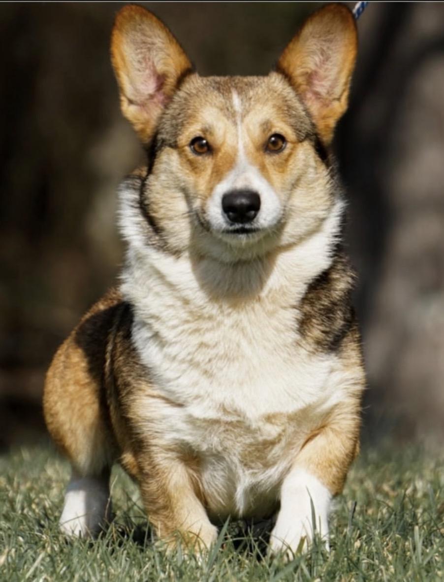 Enlarge Maggie, a ADOPTABLE Corgi in Casa Grande, AZ image 1/1
