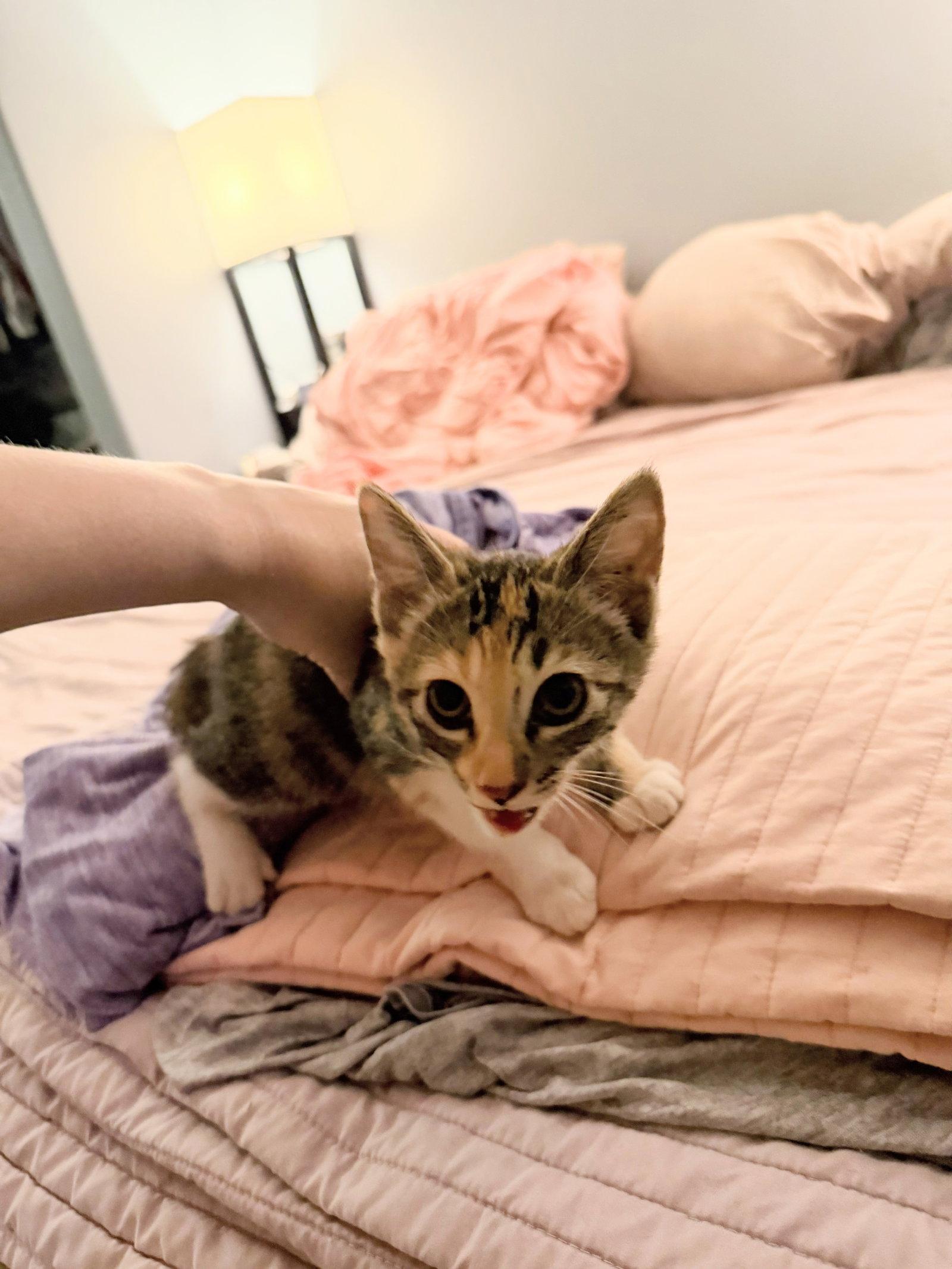 Purrim, Adoptable, Young Female Domestic Short Hair.