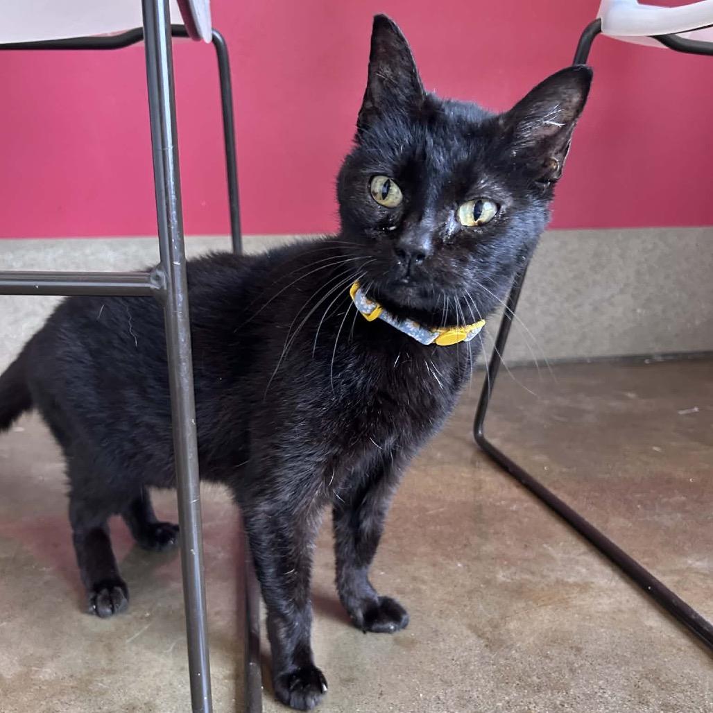Enlarge Krystal, a Adoptable Domestic Short Hair in Green Bay, WI image 1/4