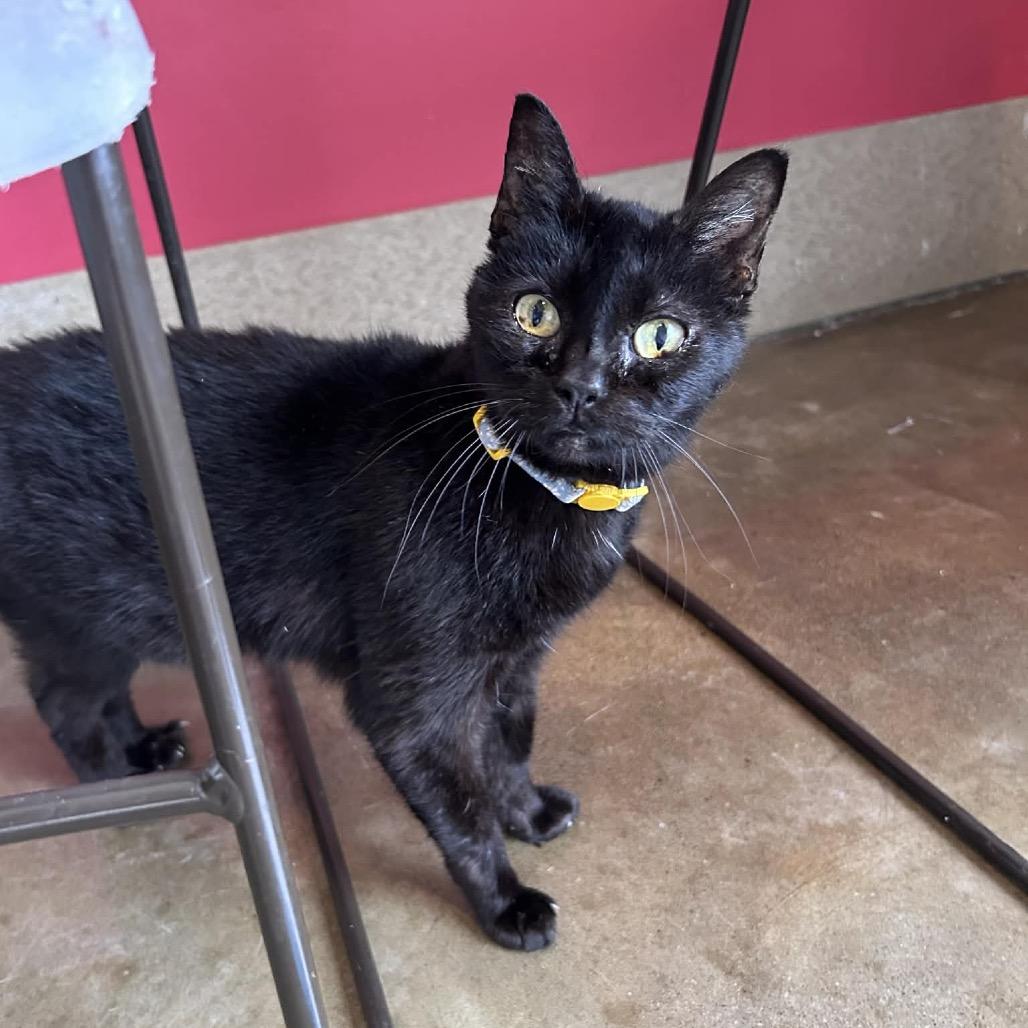 Enlarge Krystal, a Adoptable Domestic Short Hair in Green Bay, WI image 2/4