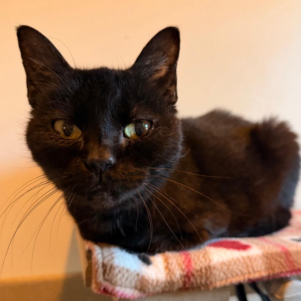 Enlarge Krystal, a Adoptable Domestic Short Hair in Green Bay, WI image 3/4