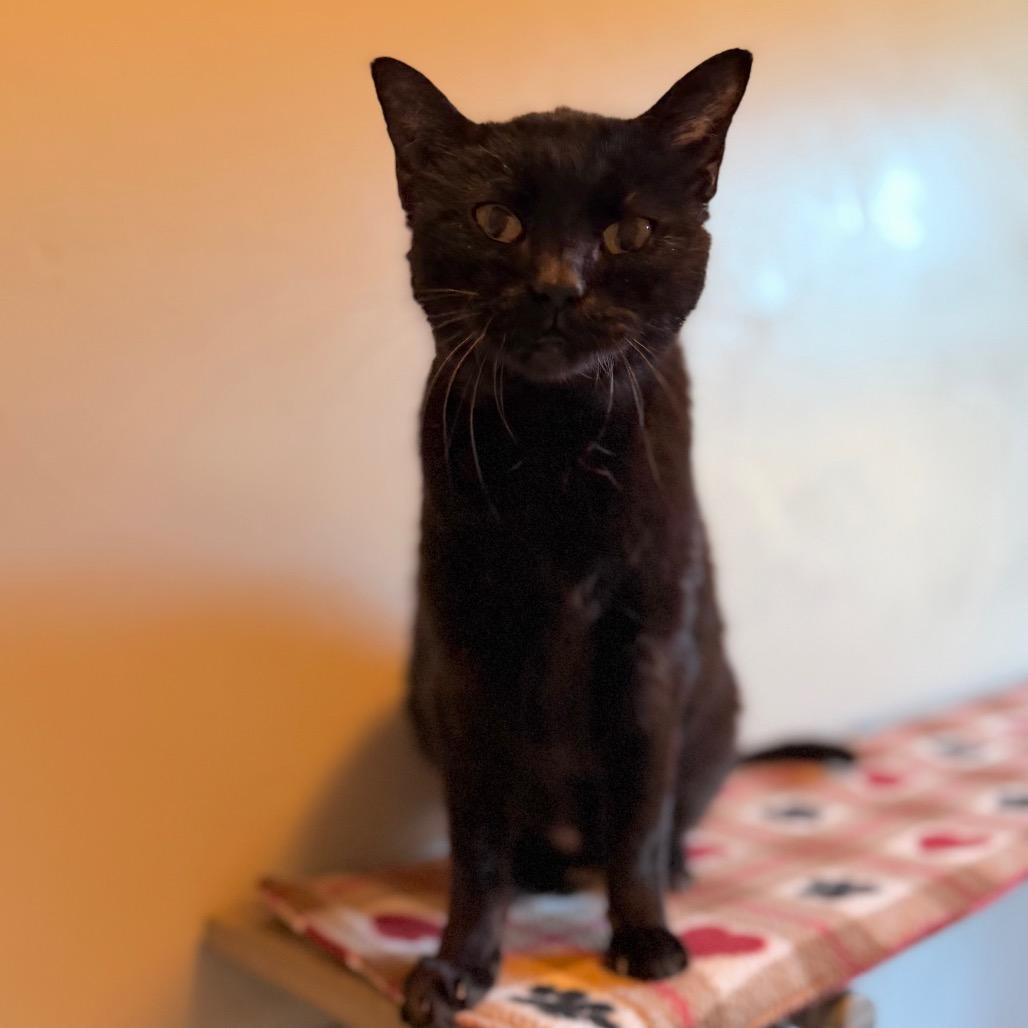 Enlarge Krystal, a Adoptable Domestic Short Hair in Green Bay, WI image 4/4