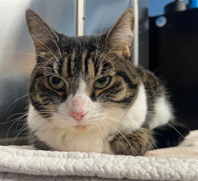 Enlarge ECHO, a Adoptable Domestic Short Hair in Minneapolis, MN image 1/1