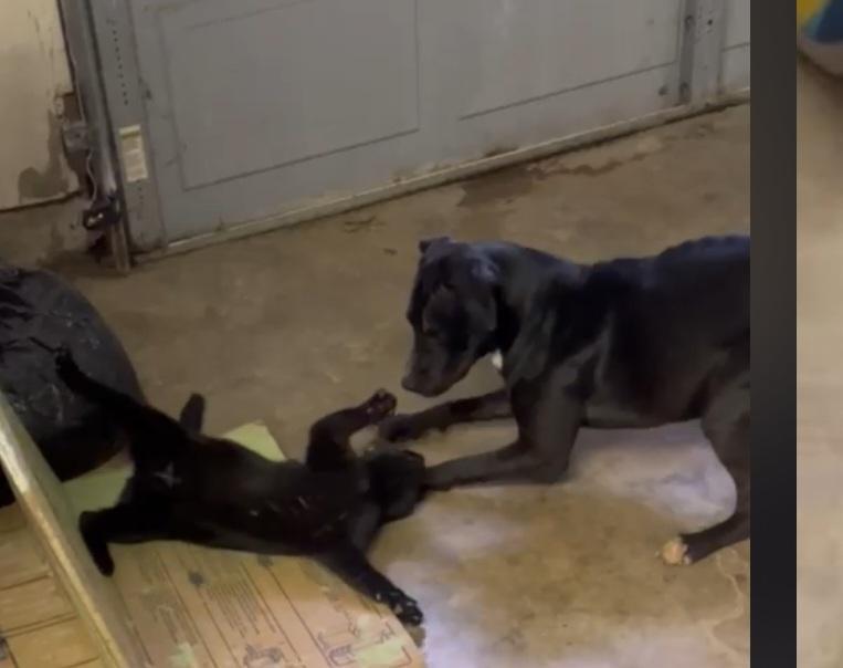 Luna, adopted, Young Female Dogo Argentino & Labrador Retriever.