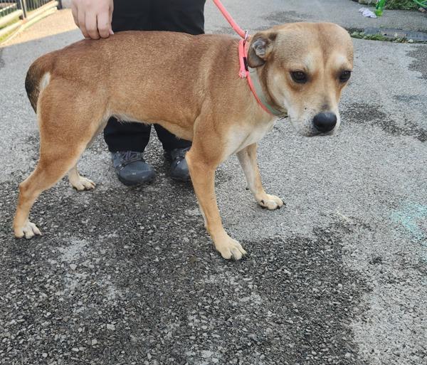 Enlarge Lilly, a Adoptable mixed breed in Cleveland, TN image 2/2