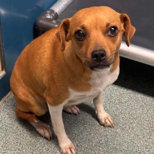Enlarge Casey, a Adoptable mixed breed in Washington DC, DC image 1/3