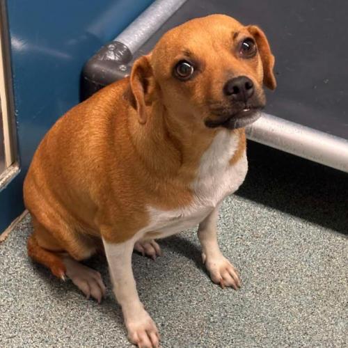 Enlarge Casey, a Adoptable mixed breed in Washington DC, DC image 2/3
