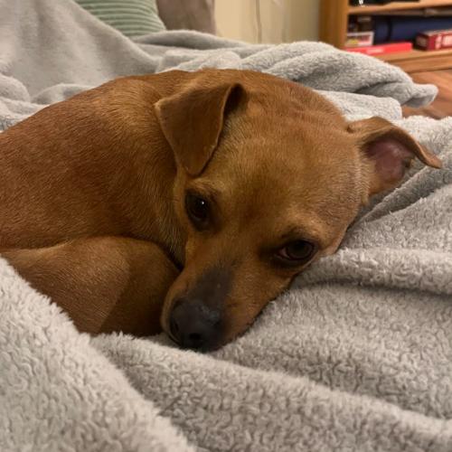 Casey, Adoptable, Young Female Chihuahua & Mixed Breed.