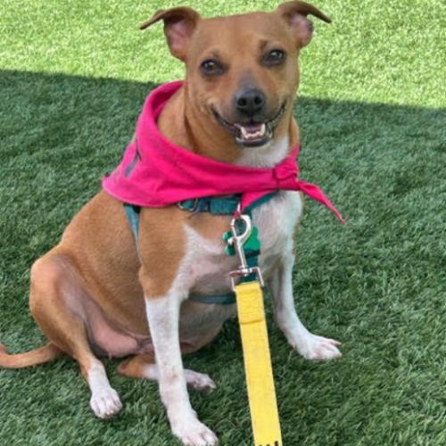 Enlarge Casey, a Adoptable mixed breed in Washington DC, DC image 2/6