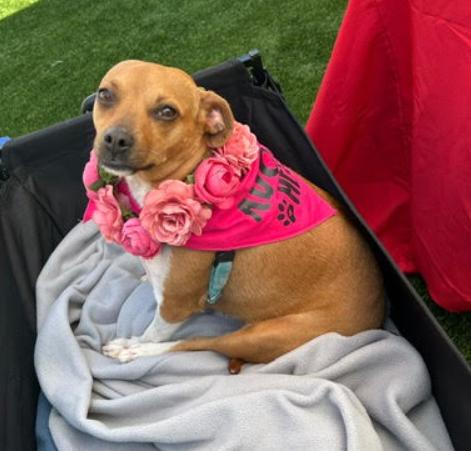 Enlarge Casey, a Adoptable mixed breed in Washington DC, DC image 3/6