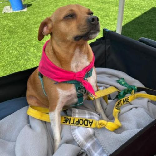 Enlarge Casey, a Adoptable mixed breed in Washington DC, DC image 4/6
