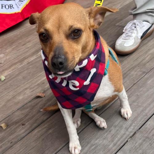 Enlarge Casey, a Adoptable mixed breed in Washington DC, DC image 5/6