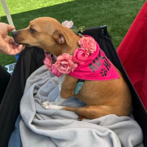 Enlarge Casey, a Adoptable mixed breed in Washington DC, DC image 6/6