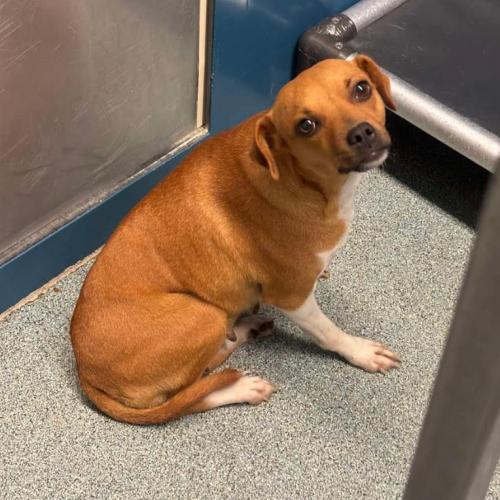 Enlarge Casey, a Adoptable mixed breed in Washington DC, DC image 3/3