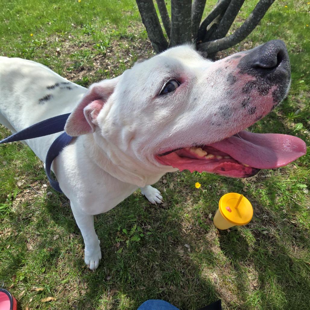 Fjord, Adoptable, Senior Male Pit Bull Terrier & Mixed Breed.