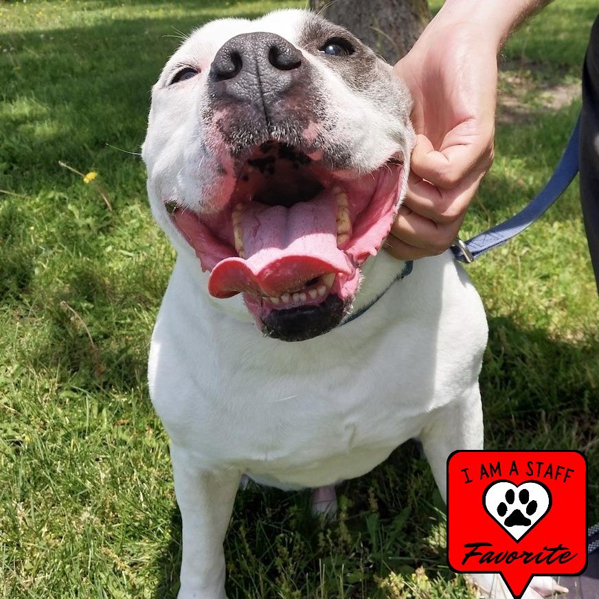 Enlarge Fjord, a Adoptable mixed breed in Champaign, IL image 3/6