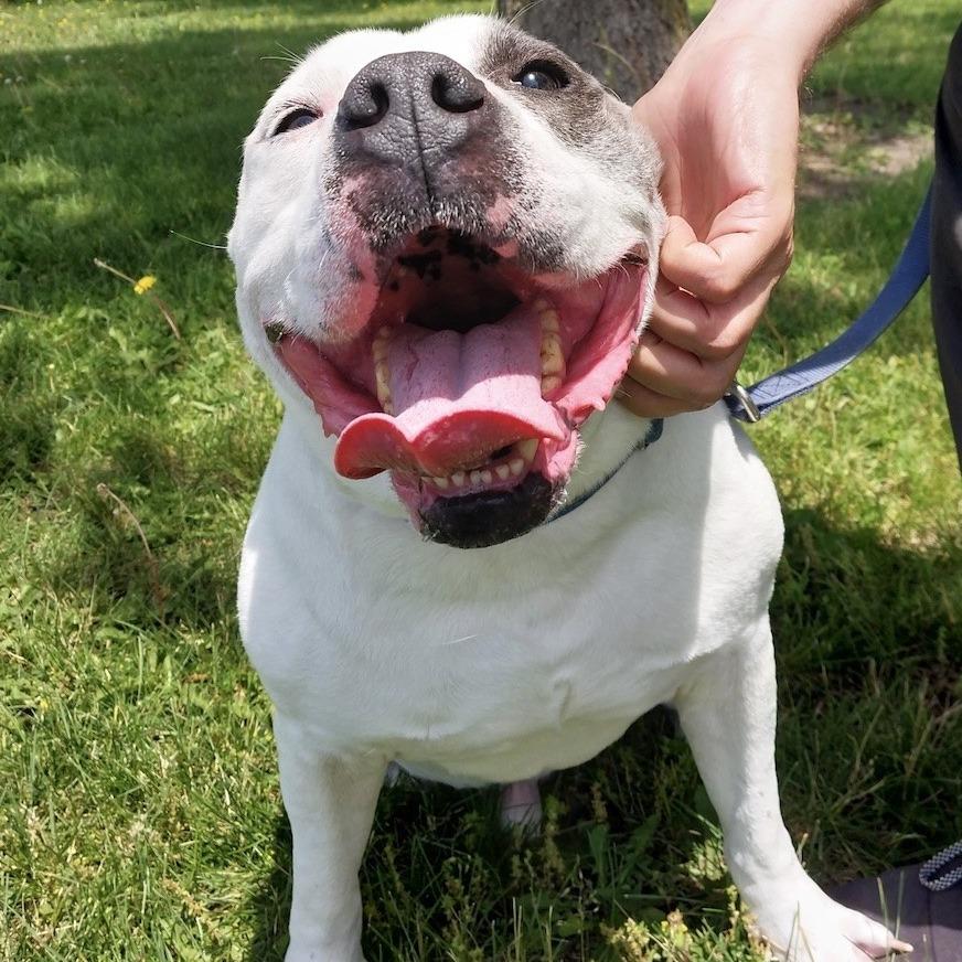 Enlarge Fjord, a Adoptable mixed breed in Champaign, IL image 4/6