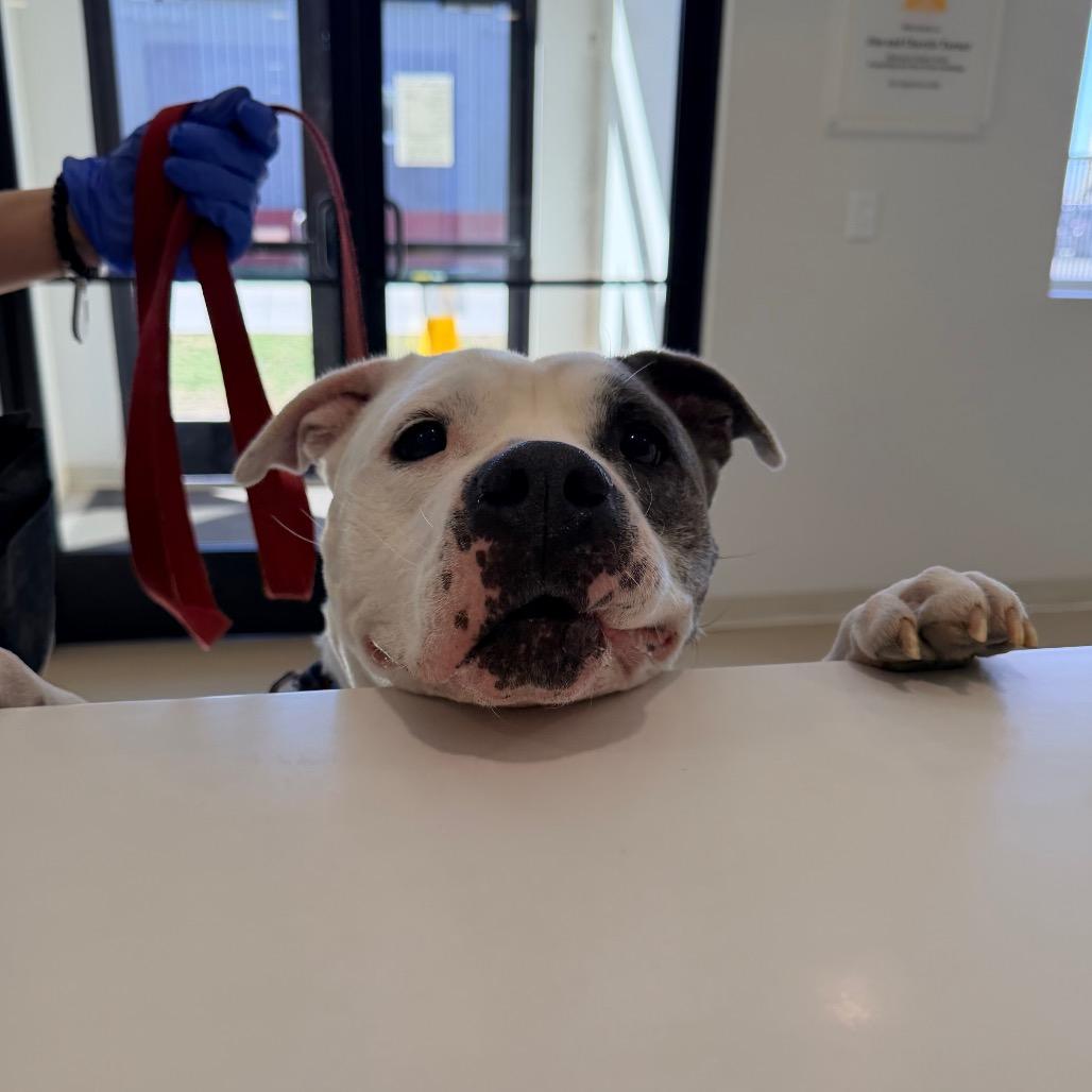 Enlarge Fjord, a Adoptable mixed breed in Champaign, IL image 5/6