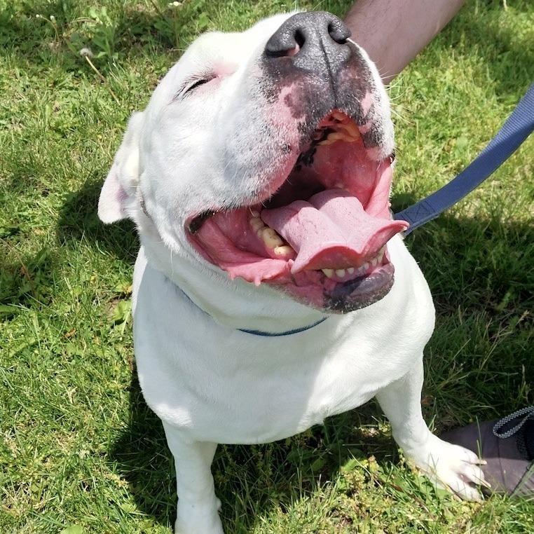 Enlarge Fjord, a Adoptable mixed breed in Champaign, IL image 6/6