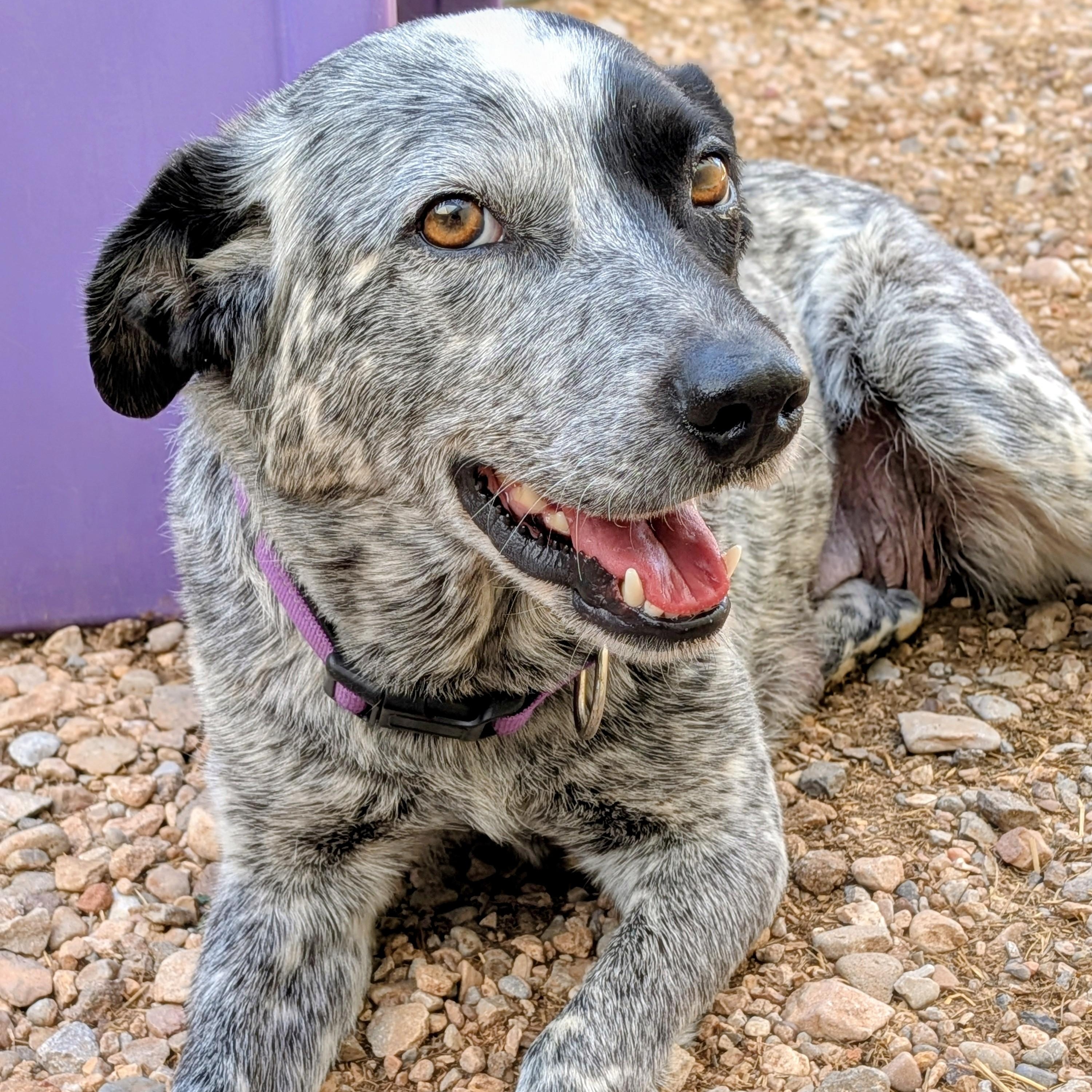Kada, an adopted Australian Cattle Dog / Blue Heeler in St. George, UT image 1/3