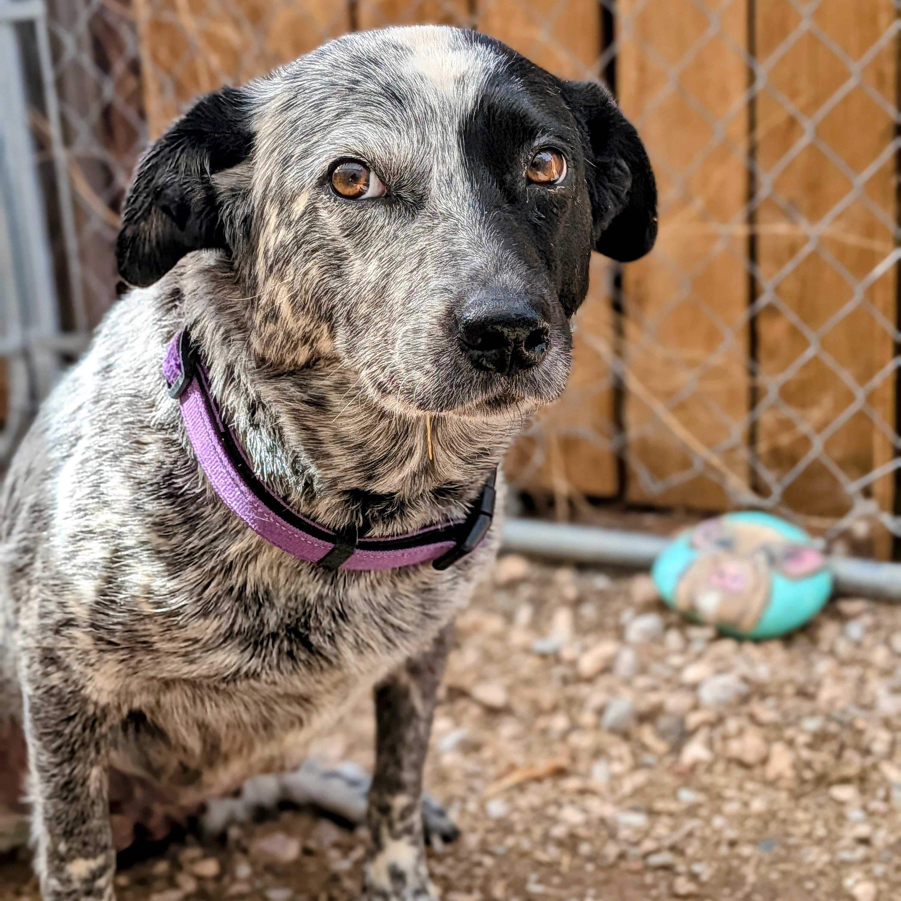 Kada, an adopted Australian Cattle Dog / Blue Heeler in St. George, UT image 3/3