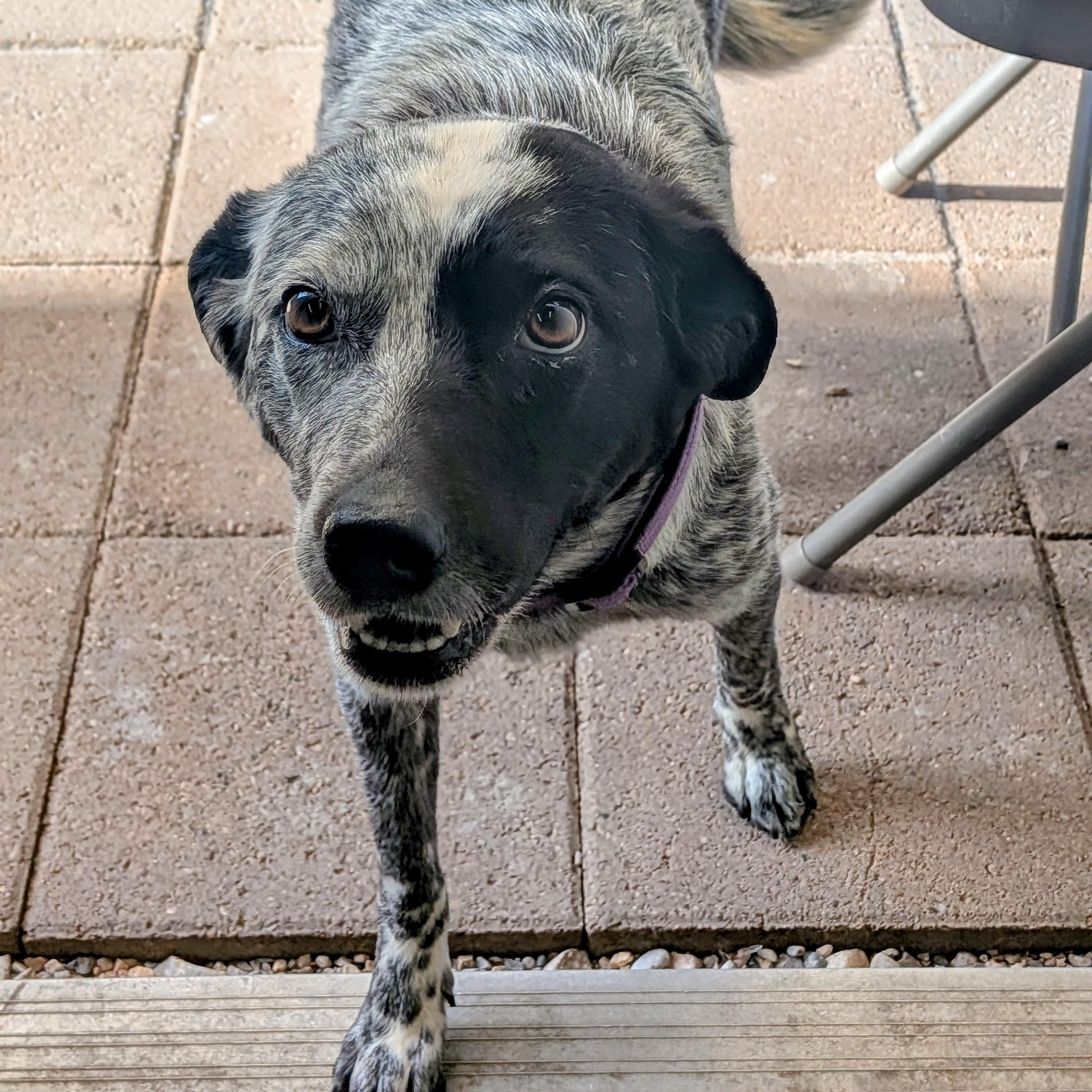 Kada, an adopted Australian Cattle Dog / Blue Heeler in St. George, UT image 2/3
