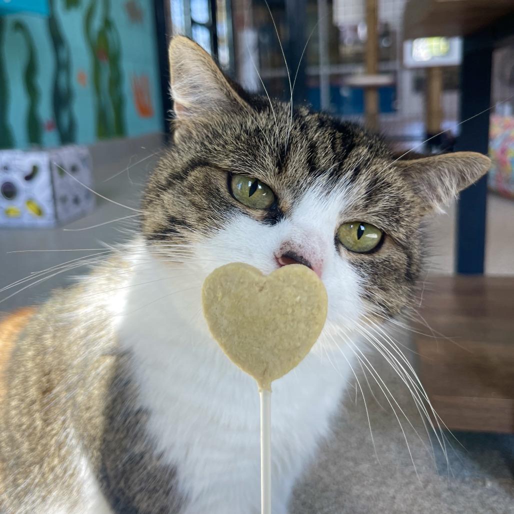 maxine, Adoptable, Senior Female Domestic Short Hair.