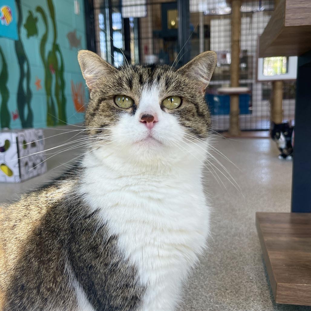 Enlarge maxine, a Adoptable Domestic Short Hair in Englewood, FL image 2/6