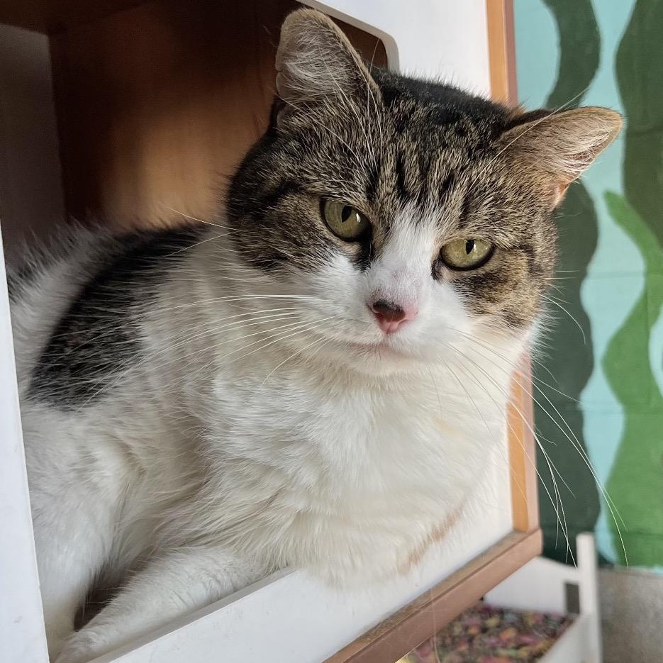 Enlarge maxine, a Adoptable Domestic Short Hair in Englewood, FL image 3/6