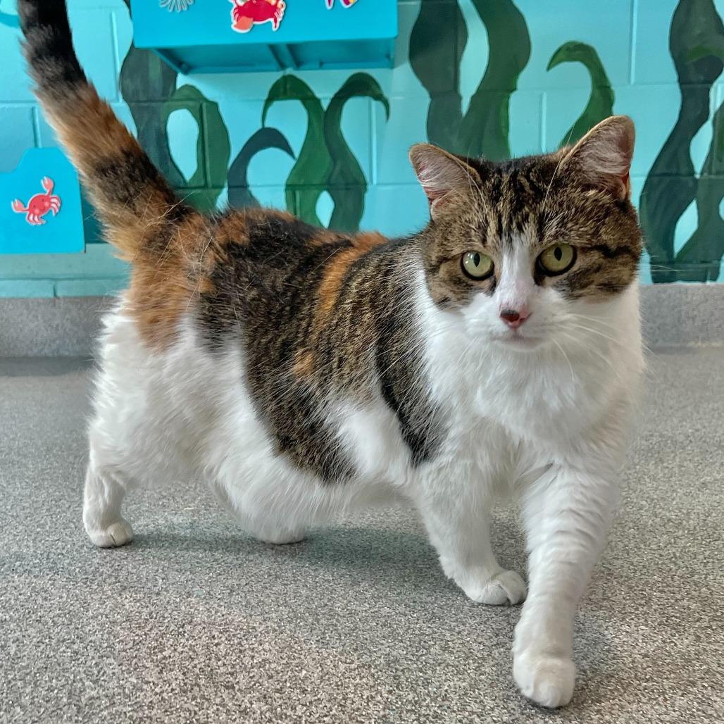 Enlarge maxine, a Adoptable Domestic Short Hair in Englewood, FL image 4/6