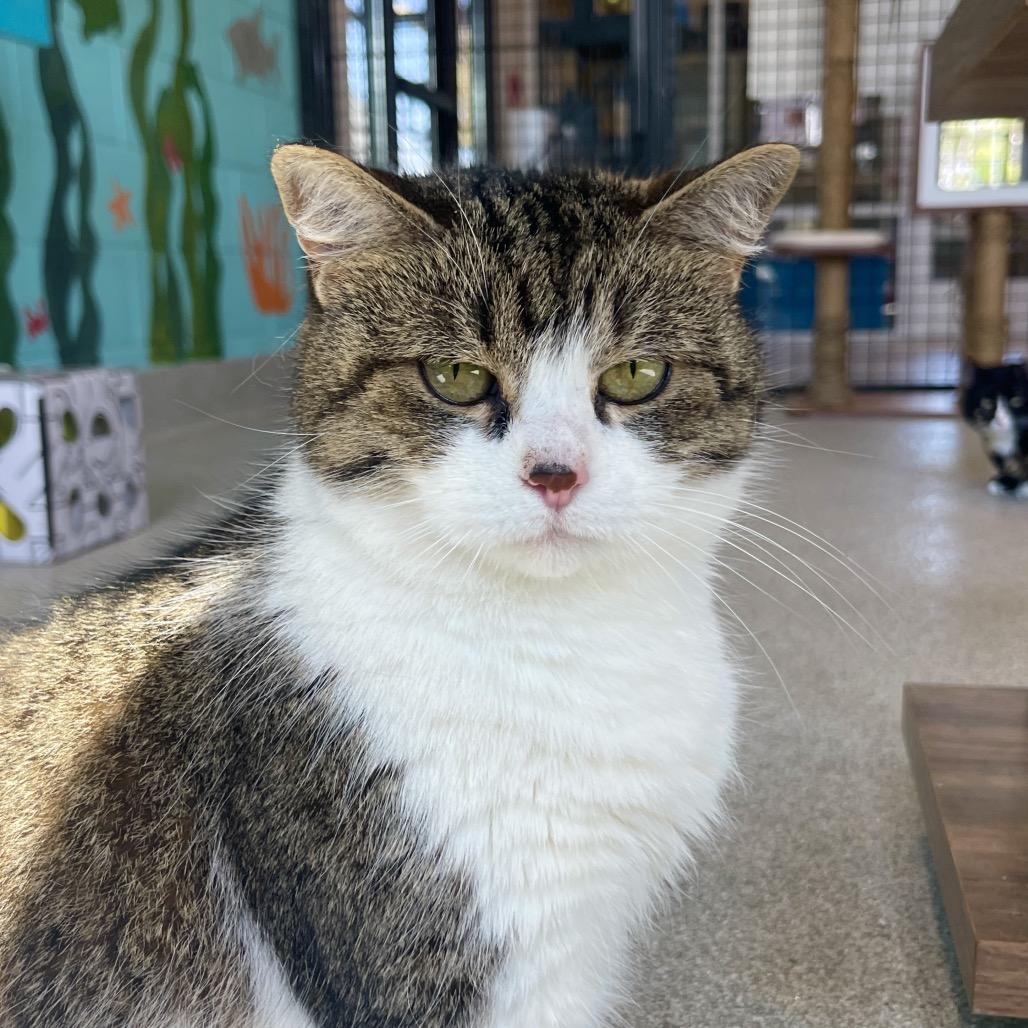 Enlarge maxine, a Adoptable Domestic Short Hair in Englewood, FL image 5/6