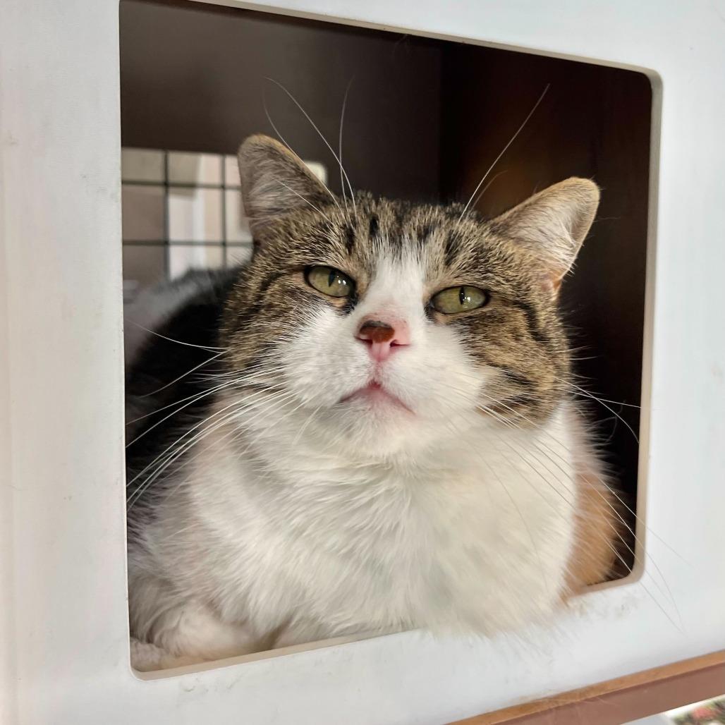 Enlarge maxine, a Adoptable Domestic Short Hair in Englewood, FL image 6/6