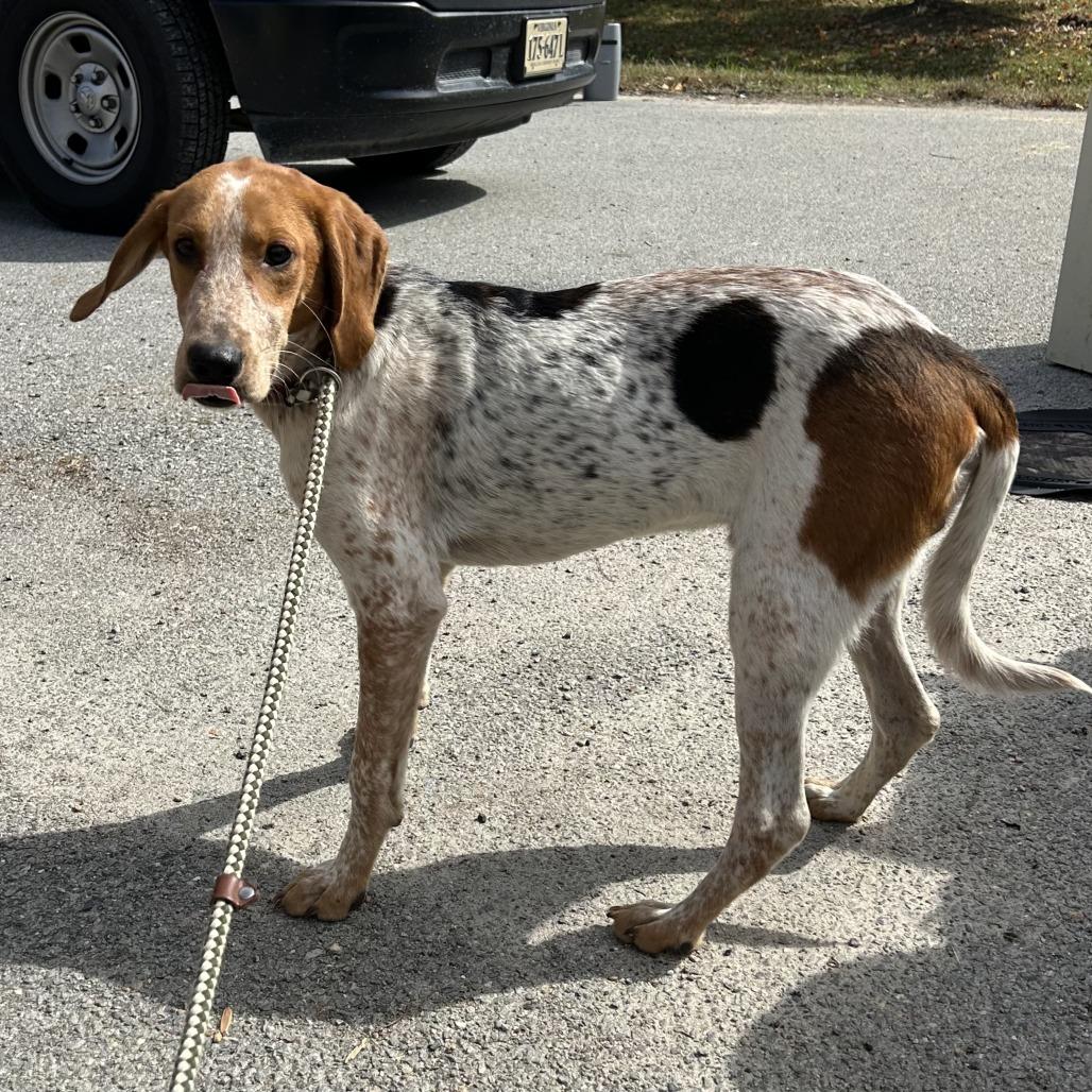 Miles, Adoptable, Adult Male Treeing Walker Coonhound.