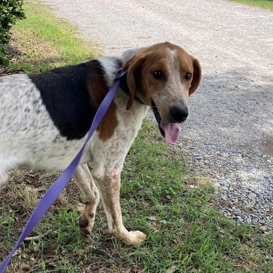 Miles, Adoptable, Adult Male Treeing Walker Coonhound.