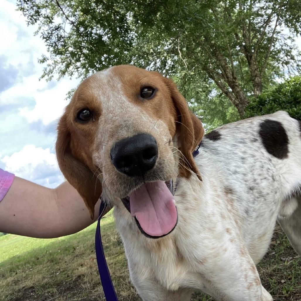 Miles, a Adoptable Treeing Walker Coonhound in Windsor, VA image 2/2