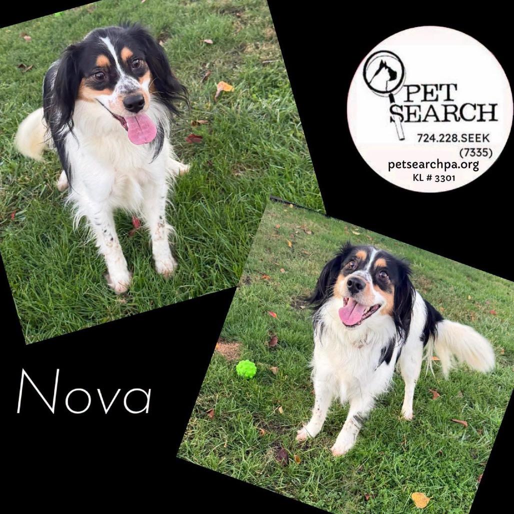 Enlarge Nova, a Adoptable mixed breed in Washington, PA image 1/1
