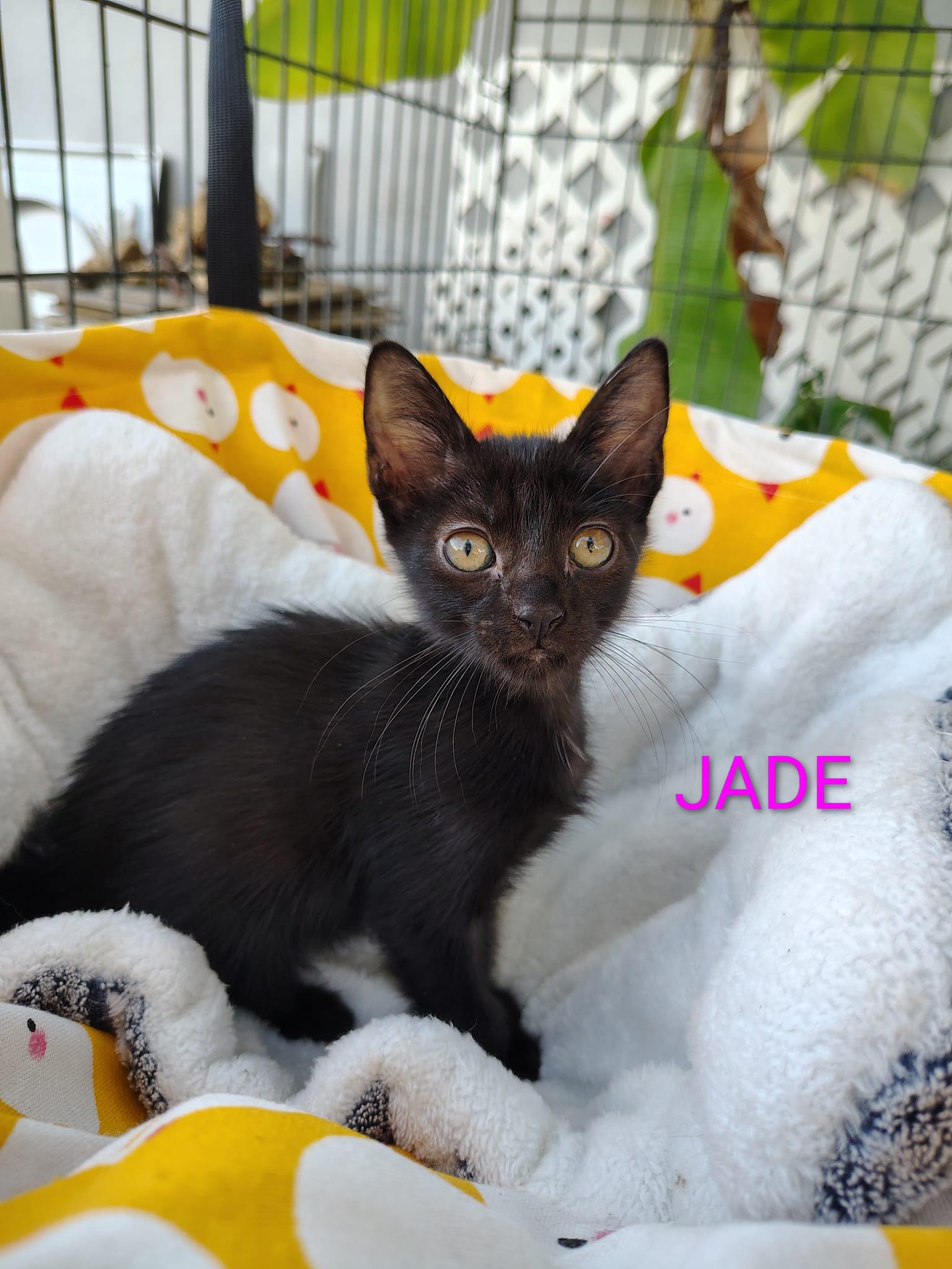 Enlarge Jade, an adopted Domestic Short Hair in Franklin, MA image 2/3