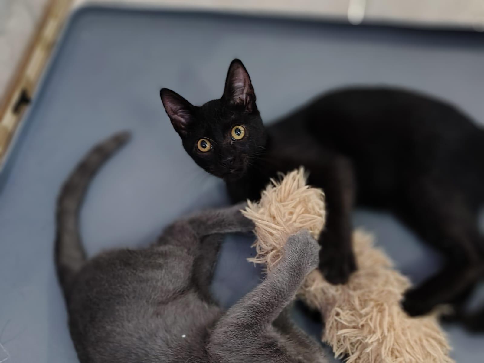 Jade, adopted, Kitten Female Domestic Short Hair.