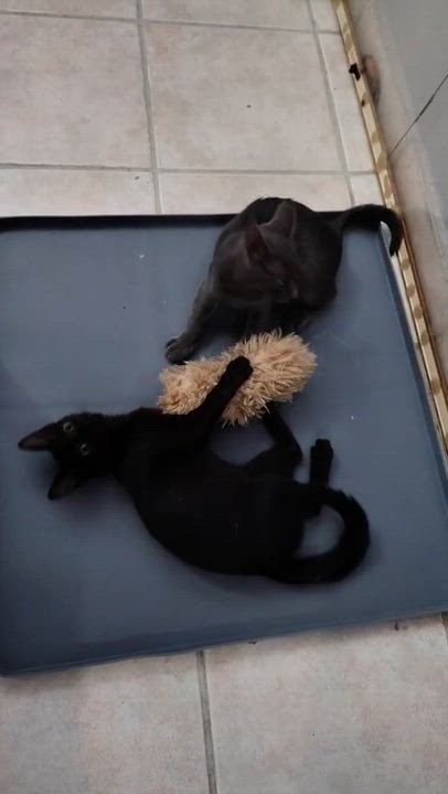 Enlarge Jade, an adopted Domestic Short Hair in Franklin, MA video 3/3