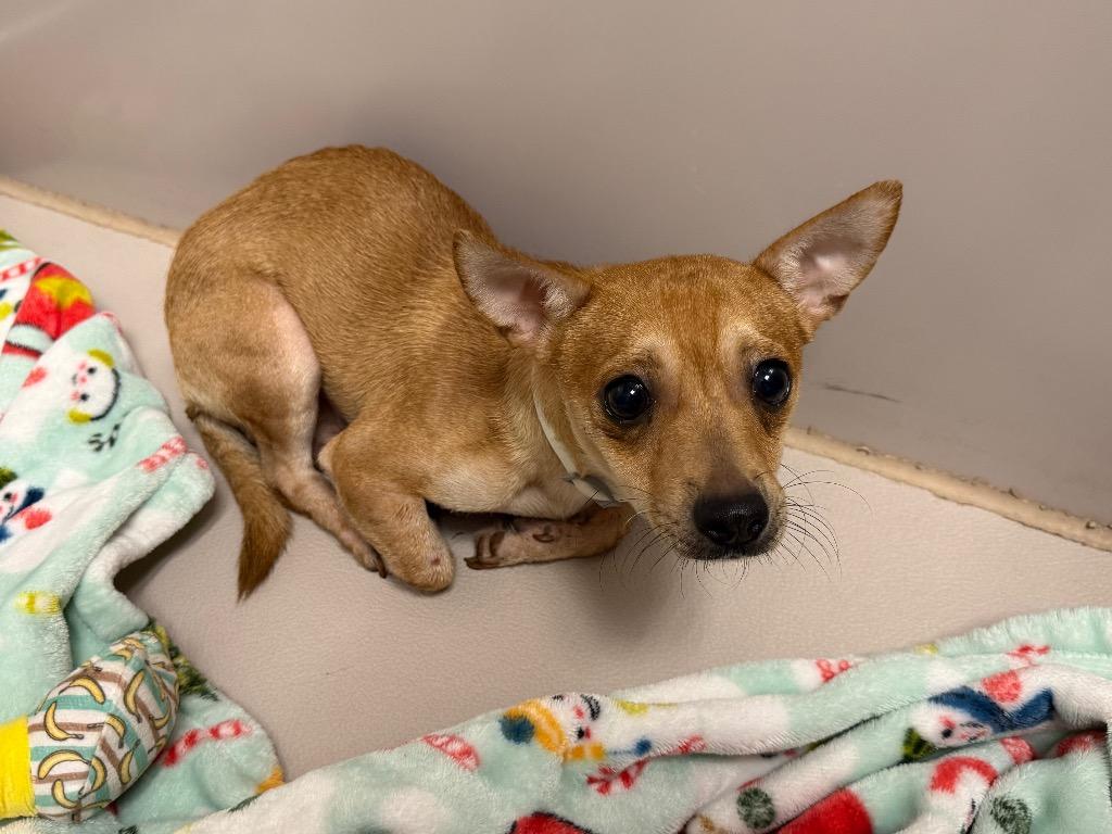 Titan, Adoptable, Young Male Chihuahua.