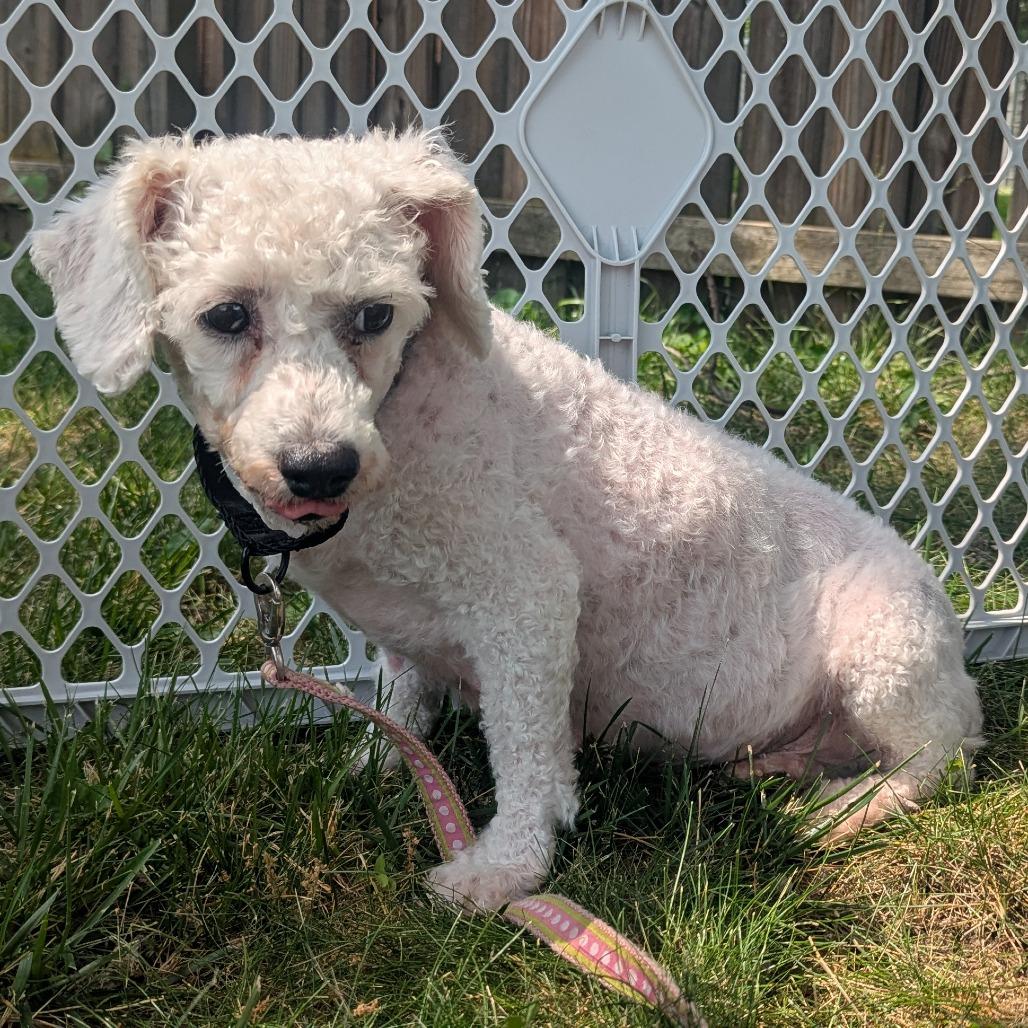 Plum Precious, Adoptable, Adult Female Bichon Frise.