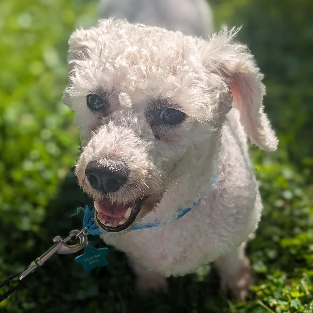 Enlarge Plum Precious, a Adoptable Bichon Frise in Cincinnati, OH image 2/4